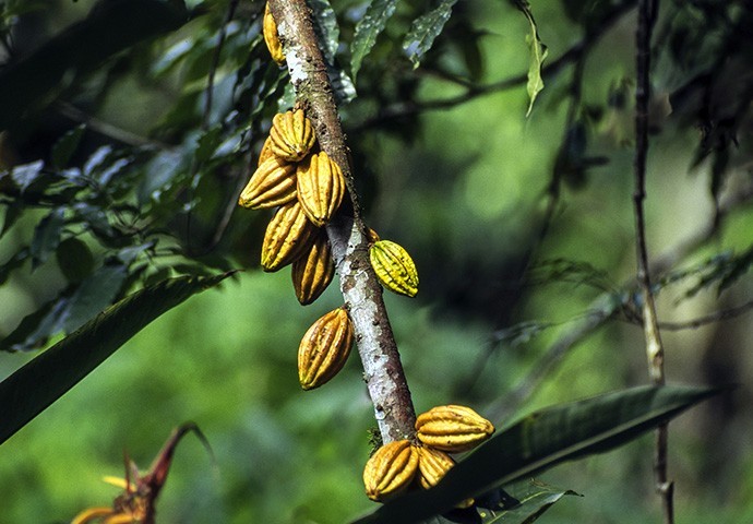 cocoa tree